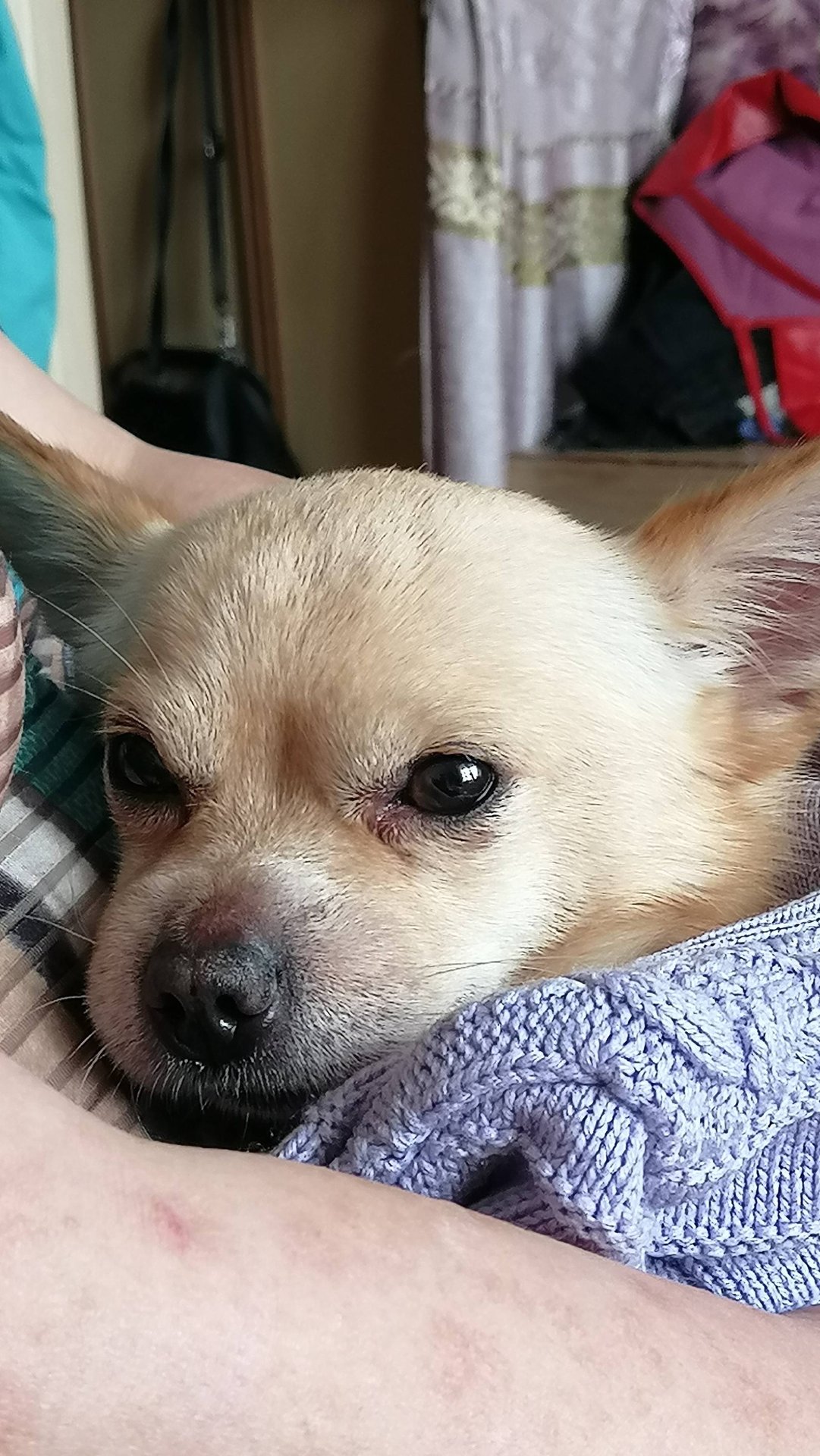 #Shorts# ДОМАШНИЙ БОЕЦ #Shorts# смотреть онлайн