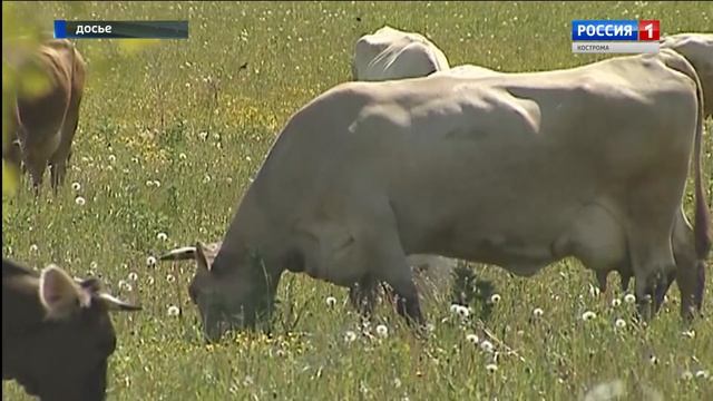Женщину, провернувшую аферу с костромскими коровами, задержали полицейские смотреть онлайн