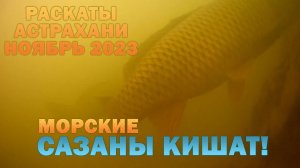 Супер подводная охота на раскатах Волги в середине ноября. Морские сазаны кишат!