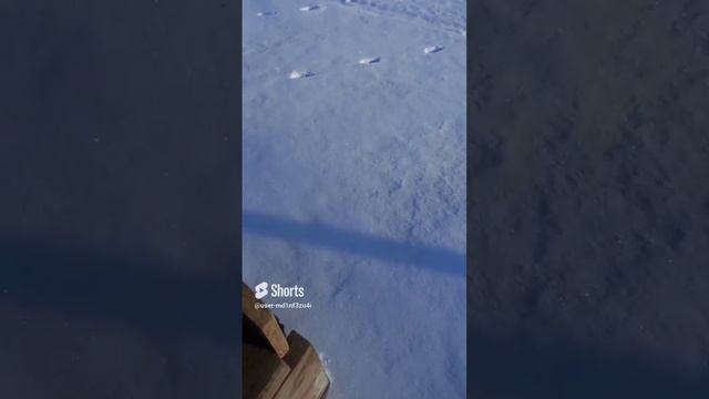 Выпустил воришку на волю смотреть онлайн