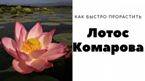 Лотос комарова. Выращивание