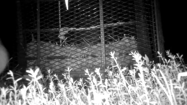 съёмка камерой ночного виденья Лиса ночью на участке смотреть онлайн