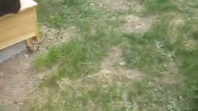 Синячиха, мельница, реставрация, голландский зуб