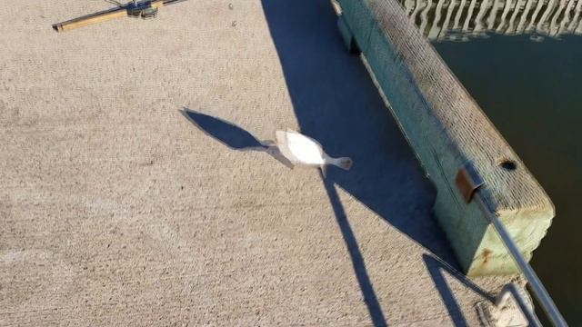 Лов камбалы на отливе. Flounder In Canada.