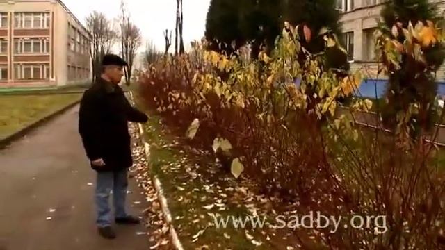 Дерен Белый - обрезка. Уроки Николая Рабушко. Обрезка деревьев и кустарников. Видеоурок. смотреть онлайн