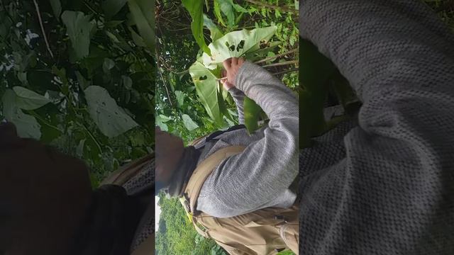 berburu tanaman hias "alocasia princeps purple cloak" ( putar HP anda 📲 perbesar layar ) смотреть онлайн
