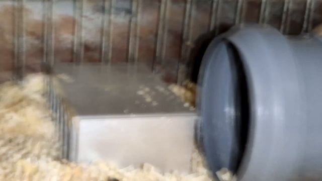 Спасаем питомца в жару!!! Хомяк радиолюбитель! смотреть онлайн