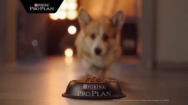 Пурина Заставка Про план собака 15 сек смотреть онлайн