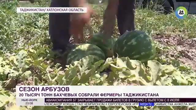 Сезон арбузов в таджикистан...2019 смотреть онлайн