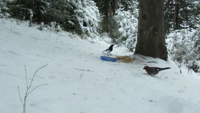 №2851 07 12 2022 Сойки, сорока смотреть онлайн