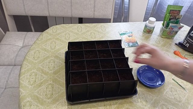 Простой способ посева бархатцев серии ТАЙШАН без пикировки.м-н.ДАЧА г Каменск-Уральский 15.03.2023 смотреть онлайн