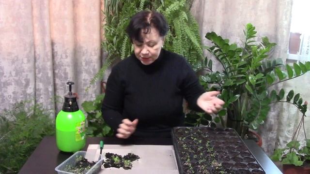 Колокольчик скученный. Выращивание из семян. смотреть онлайн