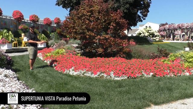 Dig Deep: Supertunia Vista Paradise Petunia смотреть онлайн