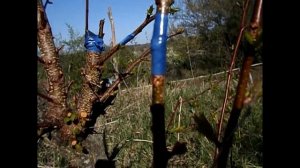 Прививка черешни на вишне, четыре сорта слив на одном дереве. Результаты прививок и советы.