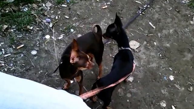 "Чук" и "Гек" поругались - серьезный конфликт волкодавов! смотреть онлайн