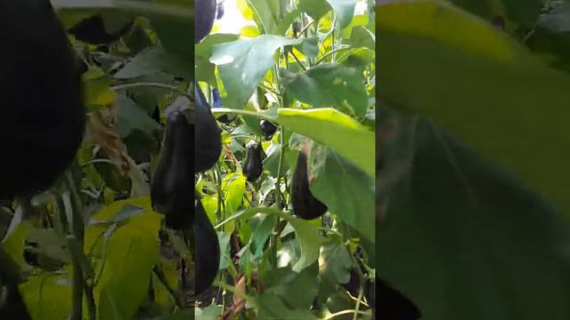 Mirval f1 смотреть онлайн