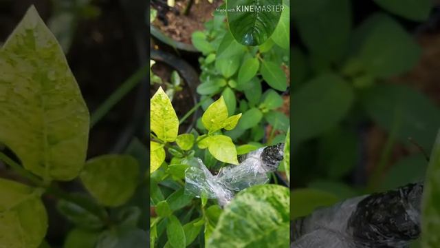propagating triangularies and white angel смотреть онлайн