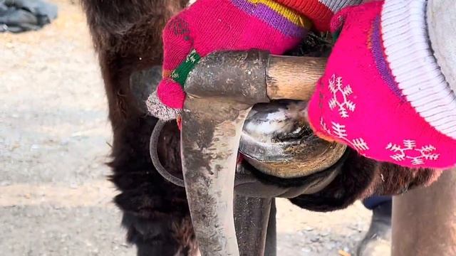 生長一年的驢蹄真驚人!嚴重折磨毛驢導致瘸腿走路！師父用磨蹄機削掉蹄子，竟發現蹄內被蟲蛀空！更換新蹄鐵後毛驢痊癒了！ смотреть онлайн