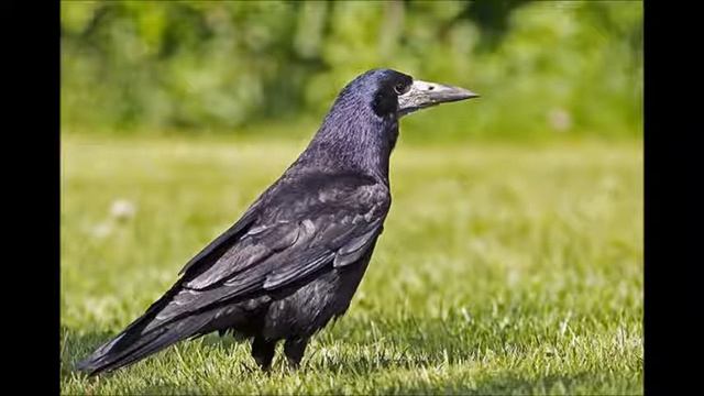 Крик Грачей. смотреть онлайн