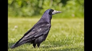 Крик Грачей.