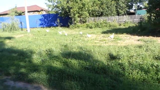 НОВИЧОК.ПАСУ индюшек БИГ 6.Индюшки на выгуле смотреть онлайн