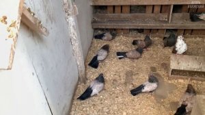 Кировоградские голуби Анатолия (с.Ермаково) тел. 8 (927) 260-82-97