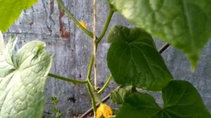 273.Как формировать и подвязывать ОГУРЦЫ в теплицах, на балконе, на подоконнике...удобный способ