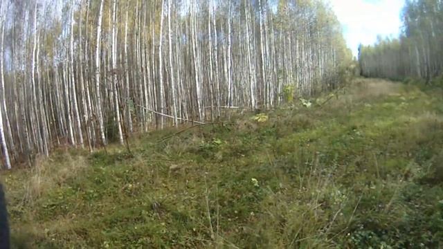 Охота с Фаготом в Кировской области на зайца беляка сезон 2019-2020 года часть 2 смотреть онлайн