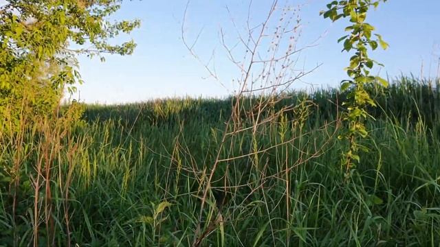 Секрет спаржи раскрыт. Вы этого точно ещё не знаете. Рвём спаржу, как грибы в лесу.