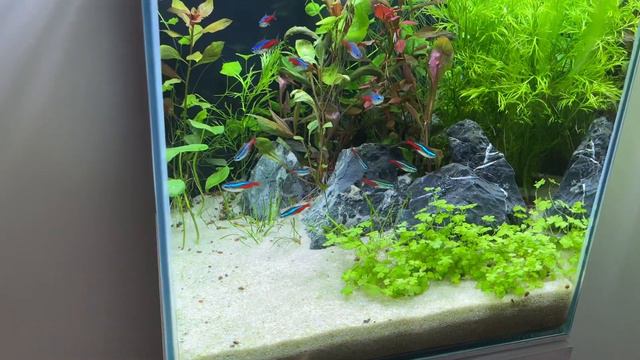 Akwarium Kostka 49l - AQUAEL Shrimp Set Duo + Szafka - Zmiana Aranżacji (dzień 12)