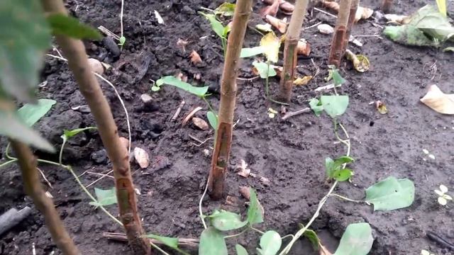 Прижившиеся щитки окулировки