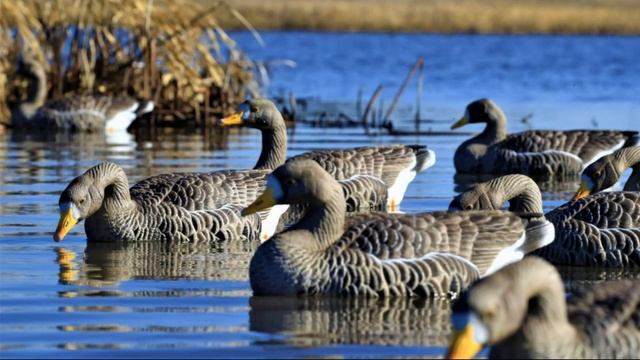 ? Ч.1 КАК ПРАВИЛЬНО И ТОЧНО СТРЕЛЯТЬ ГУСЯ