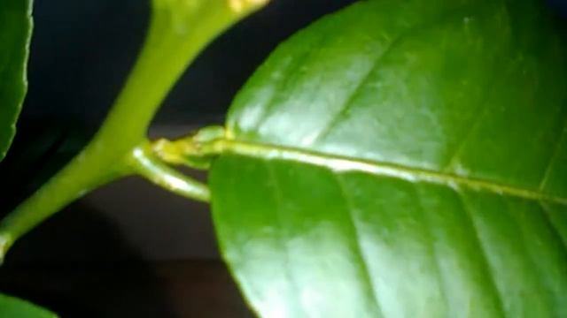 Завязались первые плоды на лимоне "Пандероза" и цитроне "Неизвестном" (прибыл ко мне из г.Сочи) смотреть онлайн