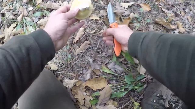 КОГДА пришел в ЛЕС за МАСЛЯТАМИ, а там!... | Нашёл БЕЛЫЕ грибы в МОЛОДЫХ соснах смотреть онлайн