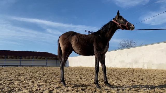 ПРОДАНА: Англо-арабская кобылка БЕЛЛА 2021г.р. казахская кличка “БҰЙРЫҚ” смотреть онлайн