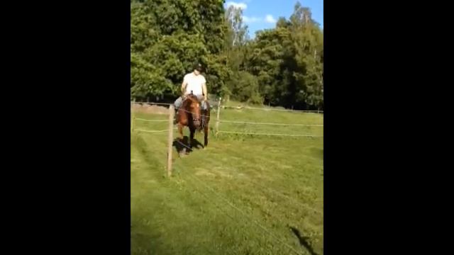 Ridning paddock смотреть онлайн