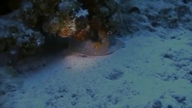 Bahama's and Exumas смотреть онлайн