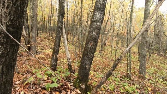 Find the trail when LOST by doing this (NO compass, map, GPS) смотреть онлайн