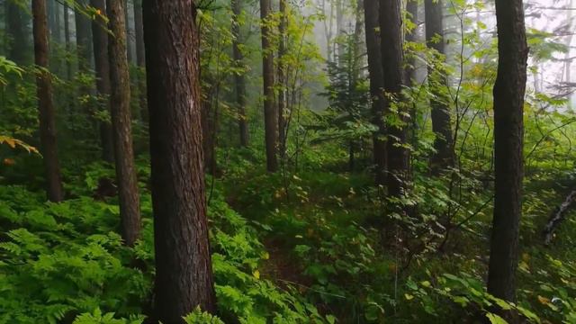 Хардфорк London Ethereum / 5 улучшенный смотреть онлайн