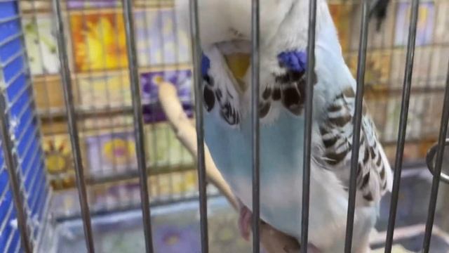 В этой кладке один птенец!