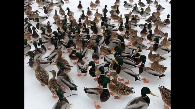 Царское село. смотреть онлайн