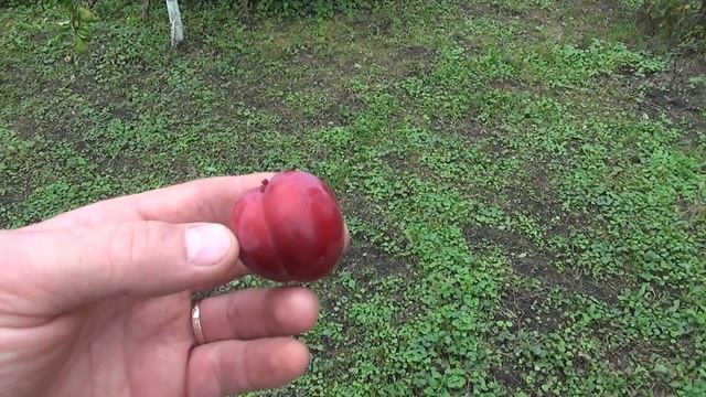 Диплоїдна слива Санта Роза смотреть онлайн