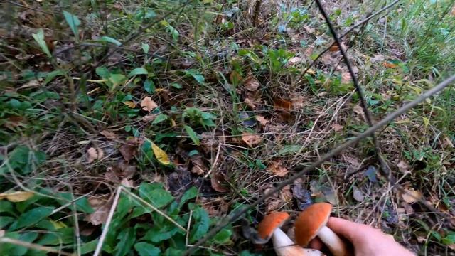 Здесь ГРИБЫ под каждым кустом! Где искать грибные места смотреть онлайн