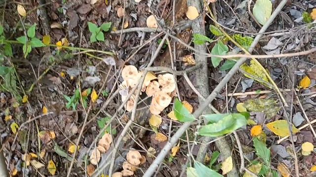 На Патти с русалками смотреть онлайн