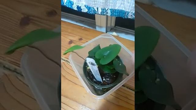 Heart Fern (Hemionitis arifolia) care update: Challenges, tips, tricks смотреть онлайн