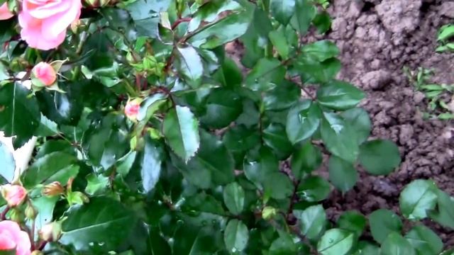 Peach Drift Roses. They Are Compact, Low Growing, and Hard To Beat. смотреть онлайн