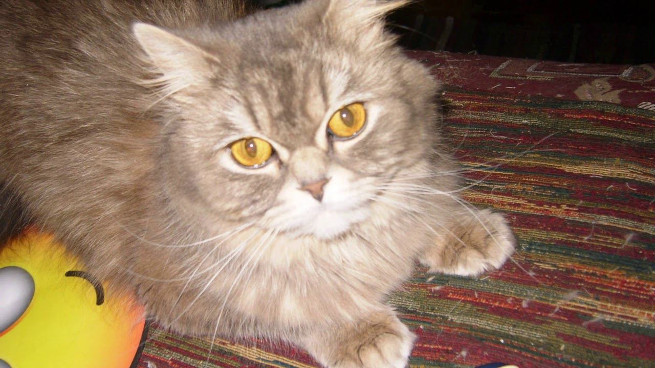 Пухля, умница и красавица смотреть онлайн