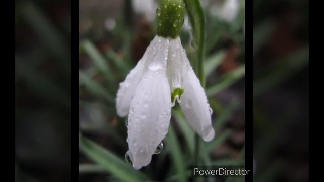 День подснежника смотреть онлайн