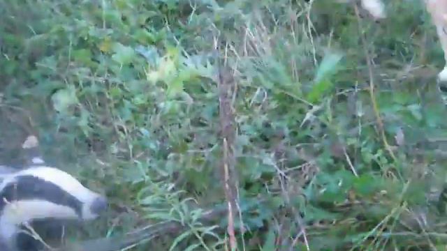 притравка молодая лайка потрепала барсука