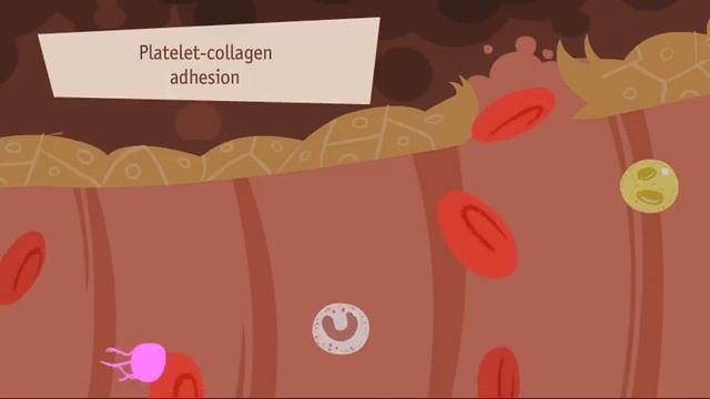Hemostasis, Coagulation And Fibrinolisis.mp4